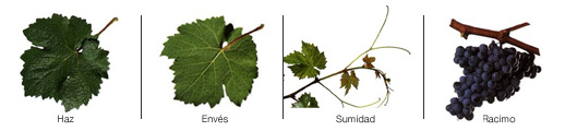 graciano