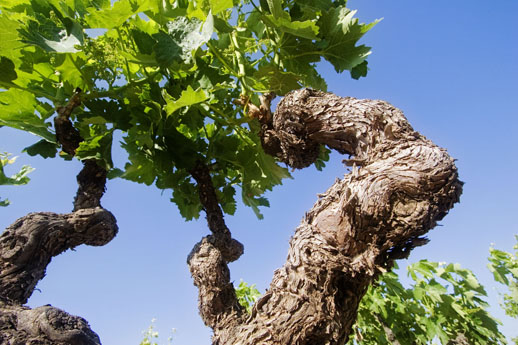 Viña Gravonia