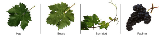 tempranillo