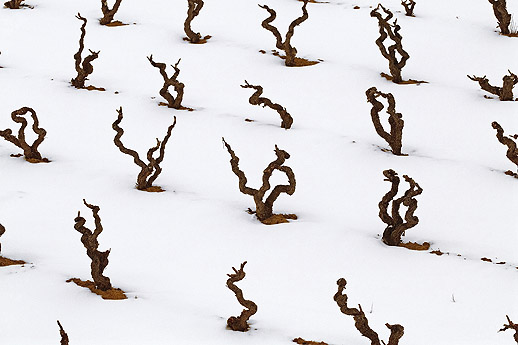 nieve